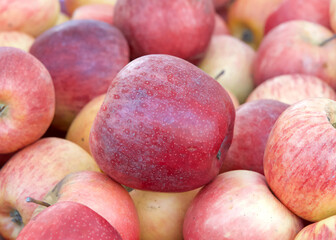 Close up on pile of Gala Apples piled displayed for sale at Farmers Market.