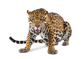 Obraz premium Resting leopard isolated on white transparent background, png 