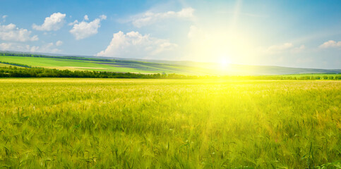 Green wheat field and bright sun. Wide photo. - obrazy, fototapety, plakaty