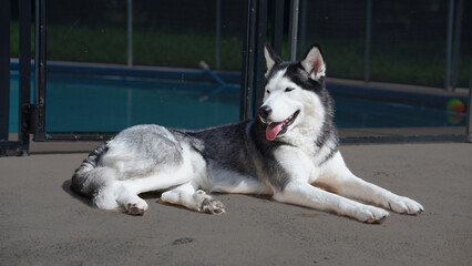 Husky Tanning
