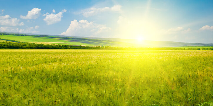 Green wheat field and bright sun. Wide photo.