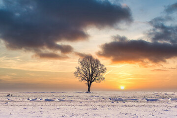 Samotne drzewo o wschodzie słońca zimą.