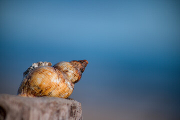 Shell on the sand