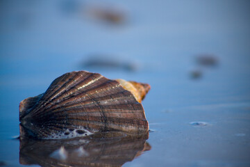 seashell on the beach