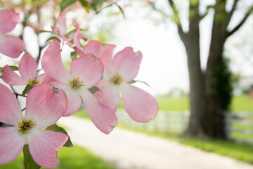 pink cherry blossom in spring