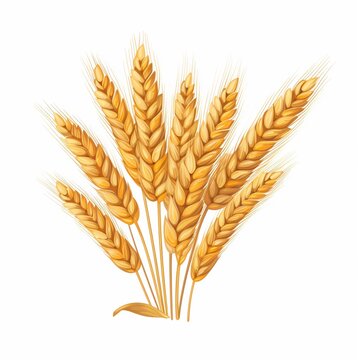 recommend clip art: Gold wheat crop plant clipart white background