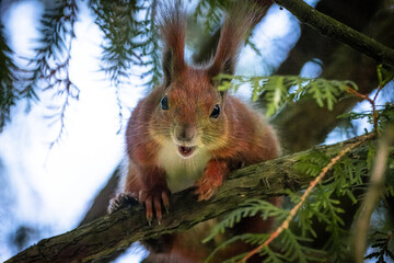 A red squirrel sits on a branch of white cedar and looks into a camera. 