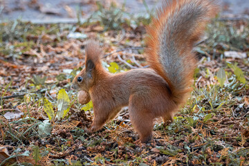 Naklejka na ściany i meble A red squirrel stands on the forest ground with a walnut in its mouth and makes a hole to hide a walnut between leaves. A red squirrel hides a walnut in the ground.