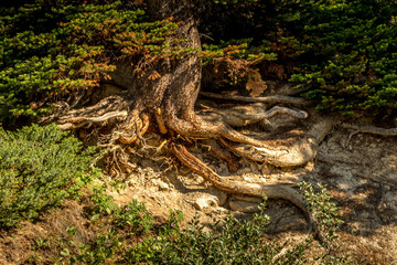 Fototapeta na wymiar Tree root clings to the hillside Mosquito Creek Banff National Park Alberta Canada