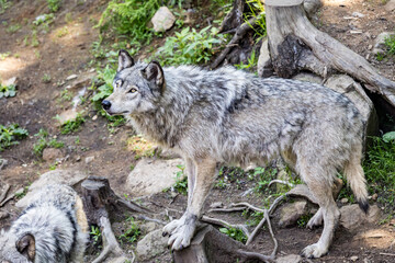 Fototapeta premium wolf in the zoo