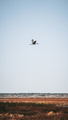 Lone Bird Flying Over Grasslands with Clear Blue Sky in Background