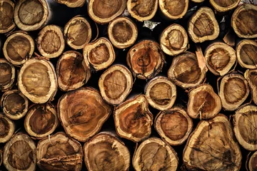 Papier Peint photo Texture du bois de chauffage Toras de madeira - eucalipto 