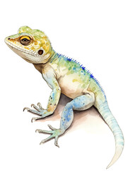 Fototapeta premium iguana
