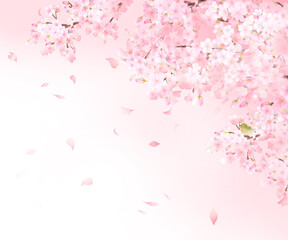 ウグイスと美しい薄いピンク色の桜の花と花びら春の水彩白バックフレーム背景素材イラスト