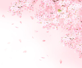 ウグイスと美しい薄いピンク色の桜の花と花びら春の水彩白バックフレーム背景素材イラスト
