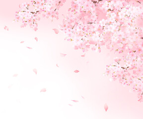 Fototapeta na wymiar 美しい薄いピンク色の桜の花と花びら春の水彩白バックフレーム背景素材イラスト