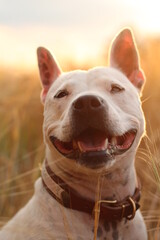 Happy Staffy