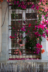 Vibrant bougainvillea flowers adorning a classic window with iron bars in Neve Tzedek, Tel Aviv, reflecting cultural charm