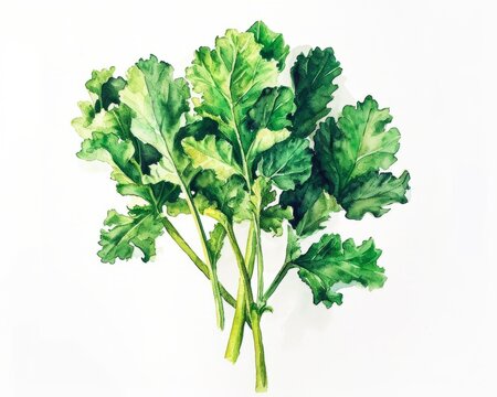 Hand-Painted Aquarelle Rapini for Culinary Art Themes