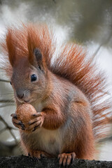 Squirrel sits on the branch and holds a walnut. Squirrel with walnut close-up. Squirrel is holding a walnut. Squirrel with walnut looks towards the camera lens on the cold autumn day in the park.