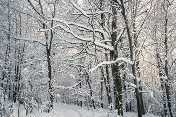 zimowy leśny krajobraz z ośnieżonymi drzewami - obrazy, fototapety, plakaty