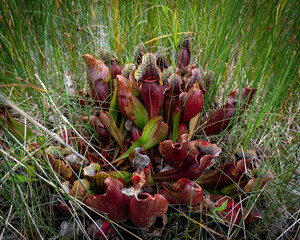 Pitcher Plant in Gros Morne National Park, a Canadian national park and World Heritage Site in Newfoundland. Official flower of Newfoundland and Labrador, carnivorous plants thrives in poor soil. - obrazy, fototapety, plakaty