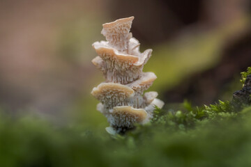 close up of a mushroom