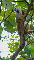 Mico titi en la selva Colombiana