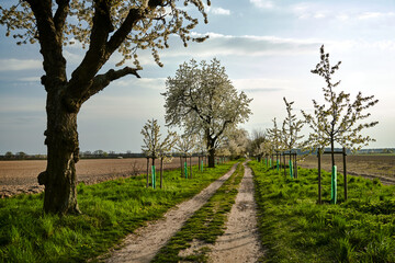 Dirt road and white flowering fruit trees in spring