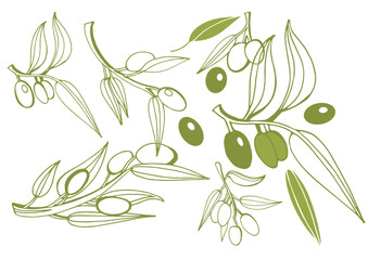 Green amd black olive sketch element collection, olive branches isolated on a white background, leaves, olives, vector hand drawn set.	