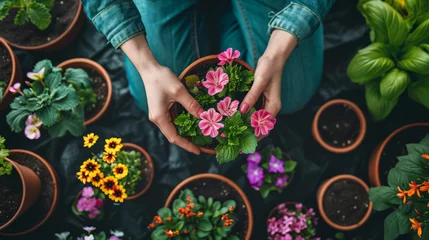 Tuinposter Gardener hands taking pot with blooming flowers for home gardening. Preparation houseplants for spring © DB Media