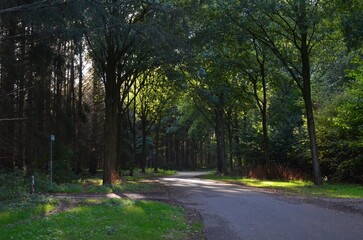 Beautiful green trees and path in park on sunny day