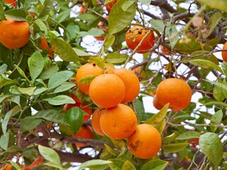 Fruits of bitter orange, sour orange, Seville orange, bigarade orange, or marmalade orange is in a narrow sense (Citrus × aurantium) on a tree, Spain