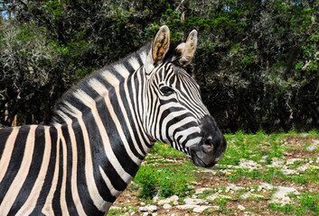 A zebra head portrait is easily one of the most recognizable members of the horse family due to their iconic black and white stripes.