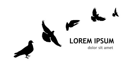 Obraz premium Flocks of flying pigeons isolated on white background. Pigeons are standing on the ground. hand drawing. Not AI, Vector illustration