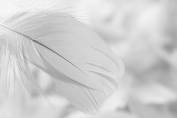 Fluffy white feather on blurred background, closeup. Space for text