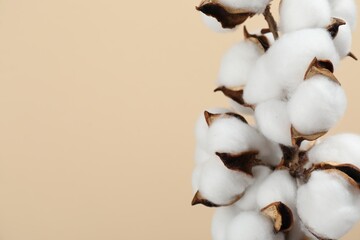 Beautiful cotton branch with fluffy flowers on beige background, closeup and space for text