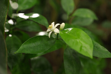 Blossoming tangerine tree in greenhouse, closeup view