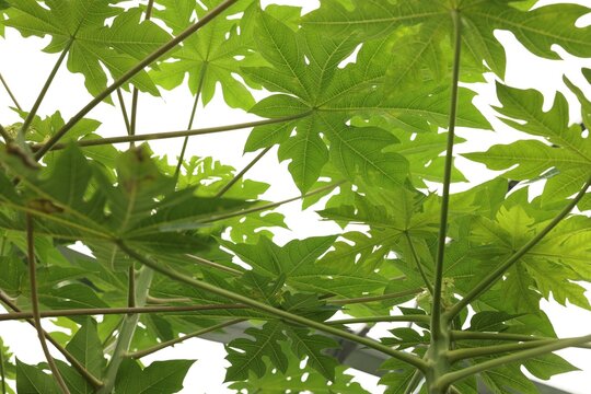 Papaya tree with beautiful leaves growing in greenhouse, bottom view