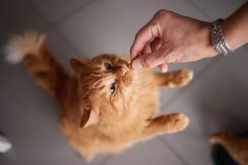 Domestic life with pet. Young man gives his cat meat snack.