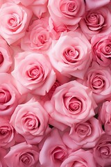 View of pink roses and petals from above. Natural cosmetic idea with pink roses and petals