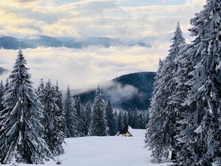 Fototapeta premium snow covered trees