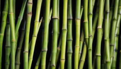 Obraz premium Slim light green bamboo branches background 