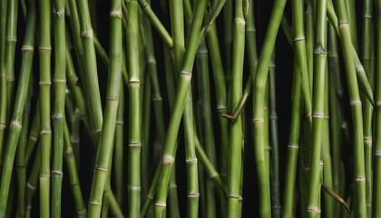 Obraz premium Bamboo branches texture 