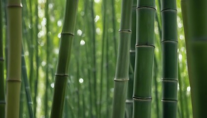 bamboo forest macro background