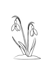 Snowdrops flowering vector illustration black and white sketched outline