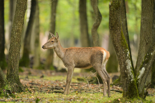 jeune biche