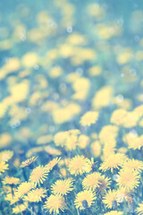   Natural spring background with blooming dandelions flowers. Many yellow dandelion flowers on meadow in nature. Flowers of dandelion are in the rays.