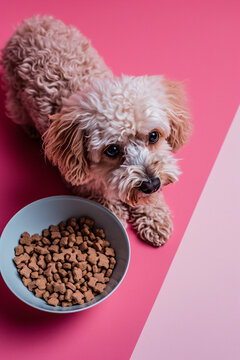 a mini Puddel at the food bowl with delicious dog food