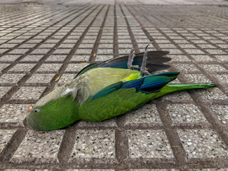 dead monk parakeet (Myiopsitta monachus) on the ground in Buenos Aires